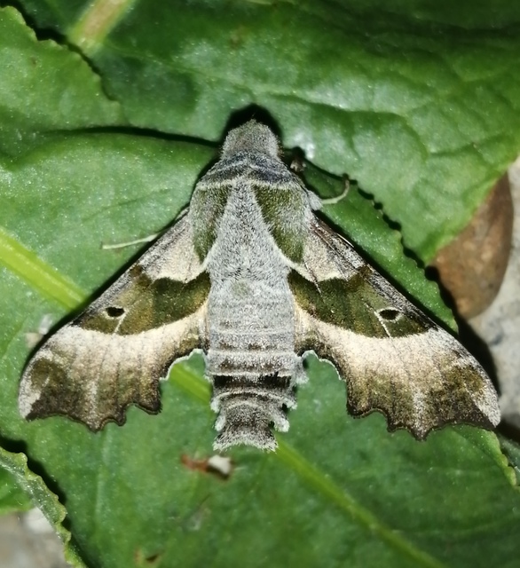 Proserpinus proserpina - törpeszender