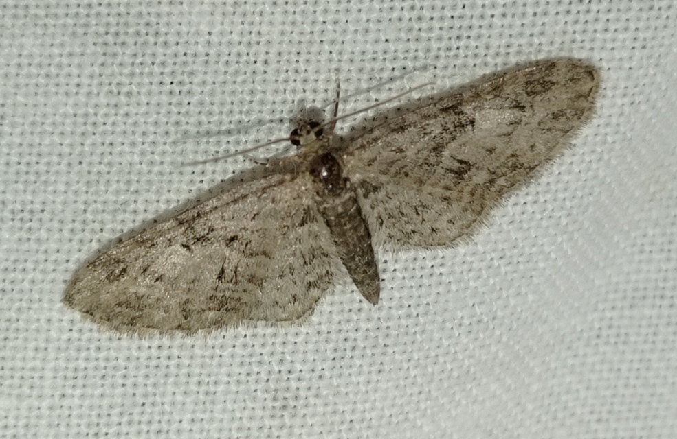 Eupithecia abbreviata - korai törpearaszoló