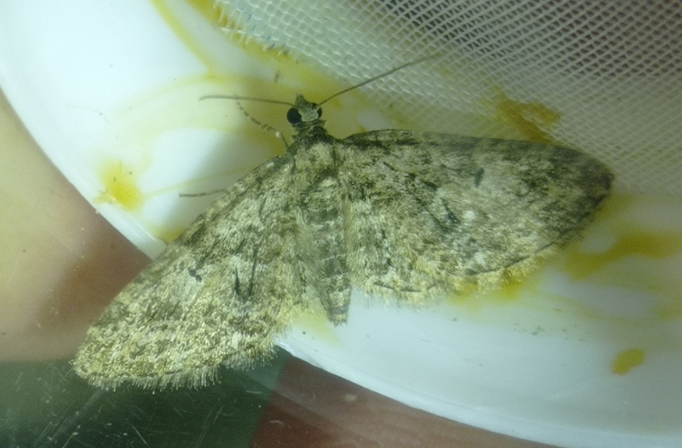 Eupithecia abbreviata - korai törpearaszoló