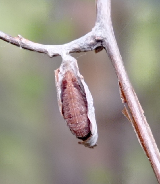 Neptis rivularis - nagy fehérsávoslepke