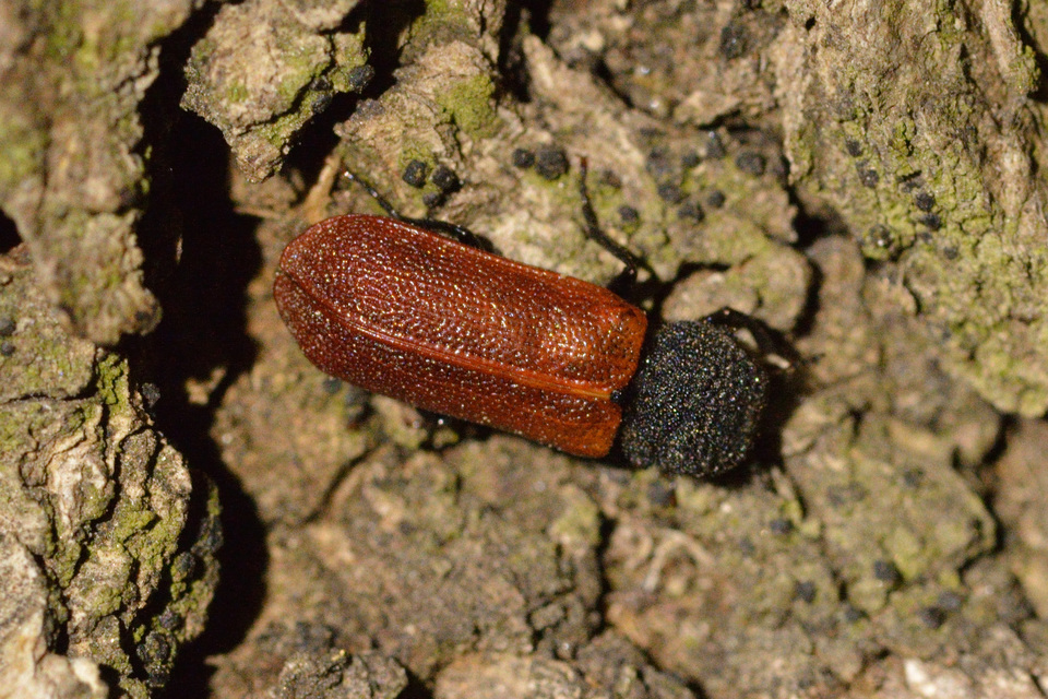Bostrichus capucinus - piros csuklyásszú
