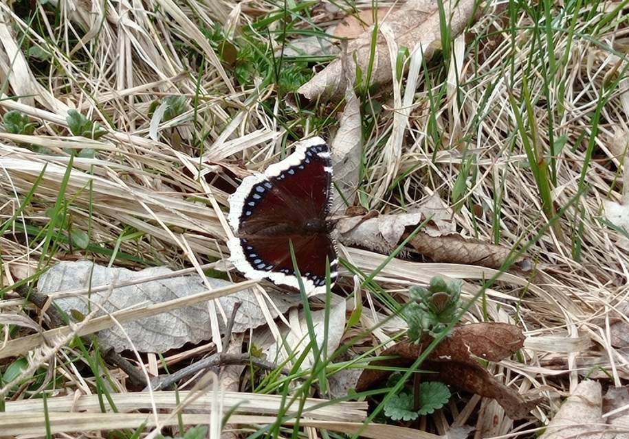 Nymphalis antiopa - gyászlepke