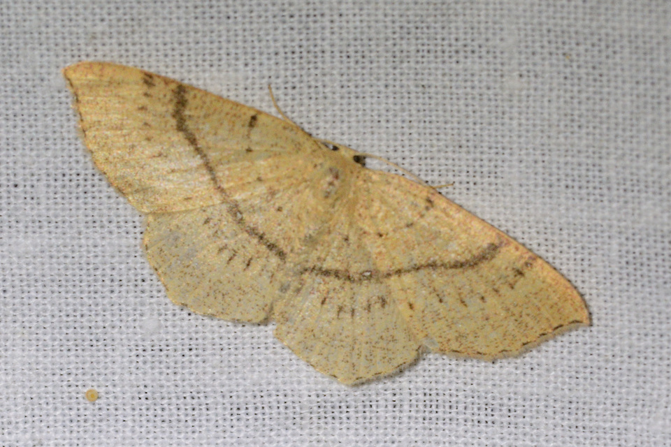 Cyclophora linearia - vonalas pettyesaraszoló