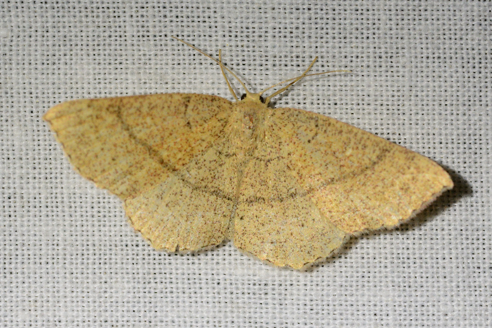 Cyclophora ruficiliaria - vörösrojtú pettyesaraszoló