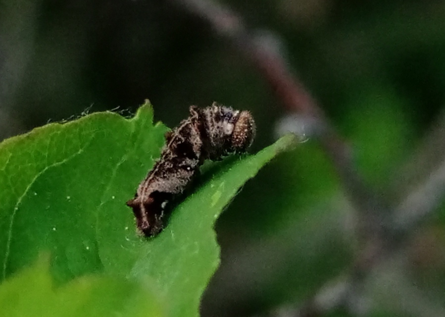 Neptis rivularis - nagy fehérsávoslepke