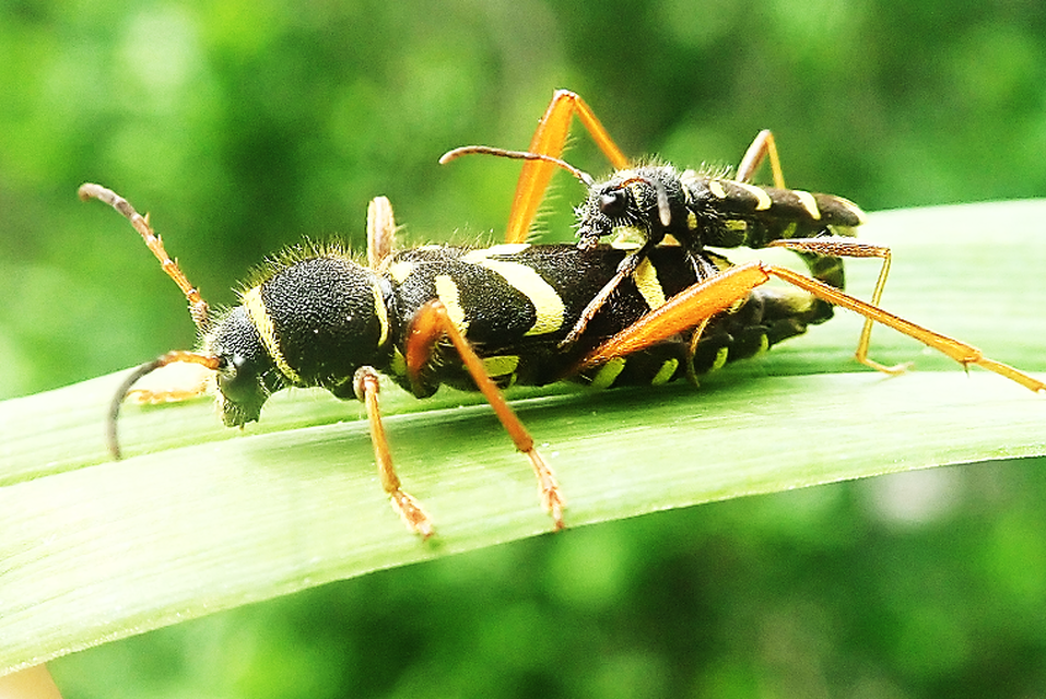 Clytus arietis - közönséges darázscincér