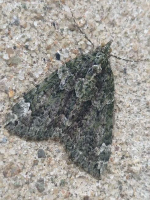 Chloroclysta siterata - salátazöld araszoló