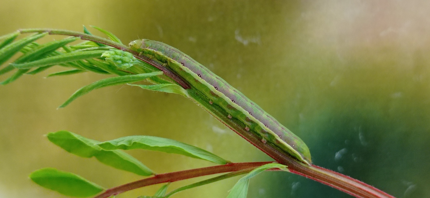 Aporophyla lutulenta - sziki őszibagoly