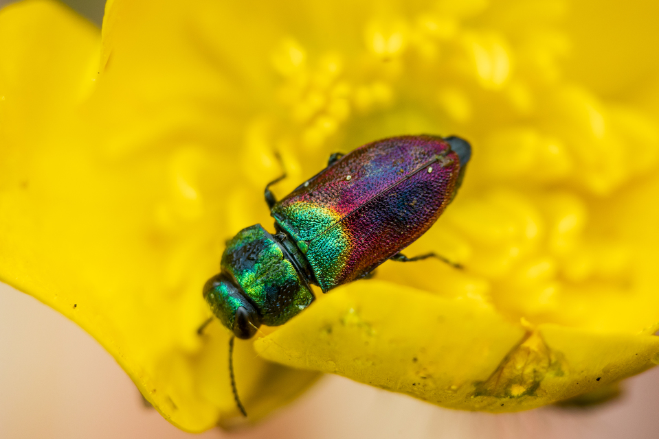 Anthaxia salicis - bíboros virágdíszbogár