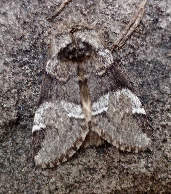 Drymonia dodonea - bélyeges púposszövő