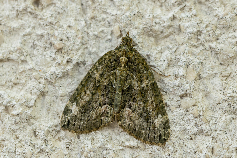 Chloroclysta siterata - salátazöld araszoló