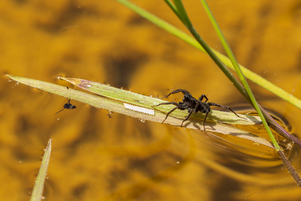 Pardosa