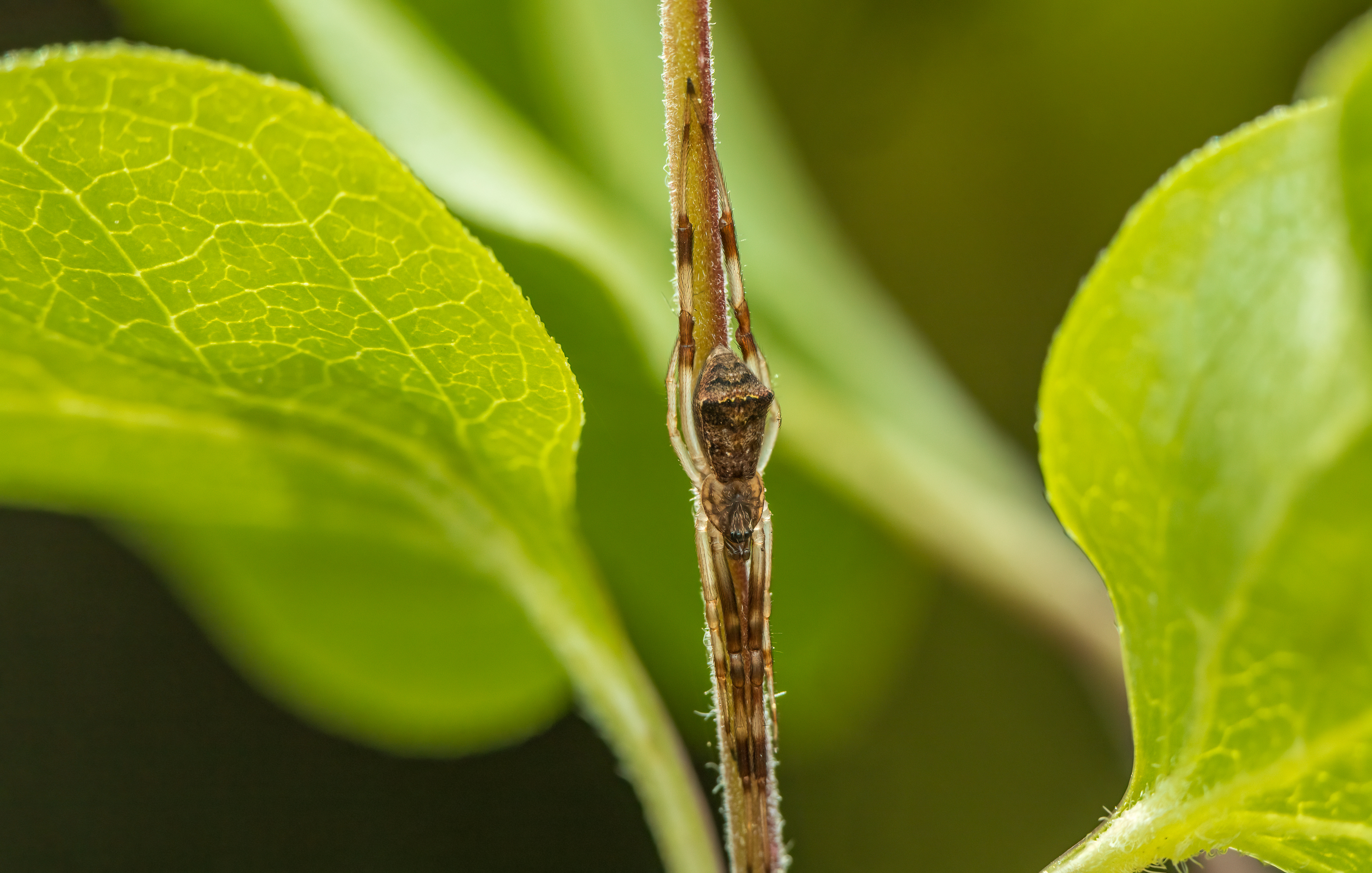 Episinus angulatus