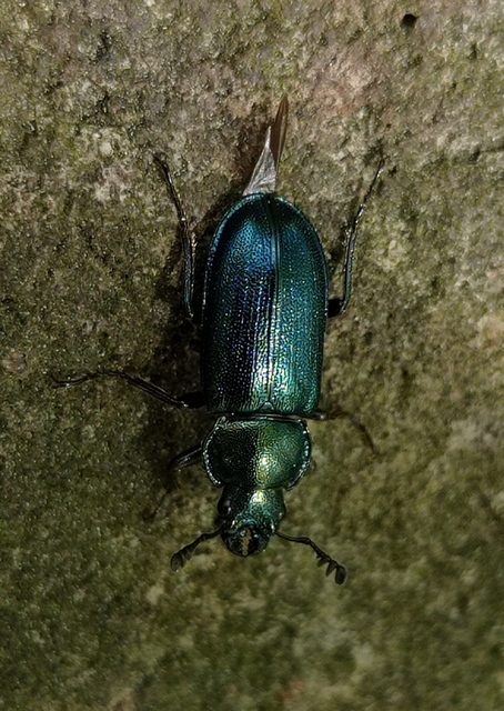 Platycerus caraboides - kis fémesszarvasbogár