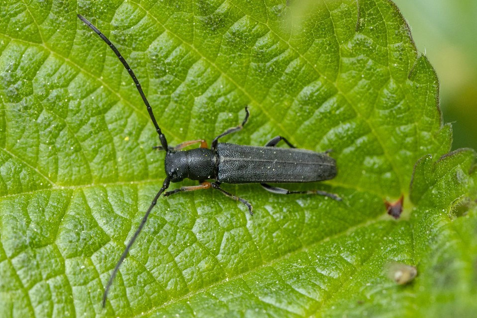 Phytoecia cylindrica - medvelapucincér