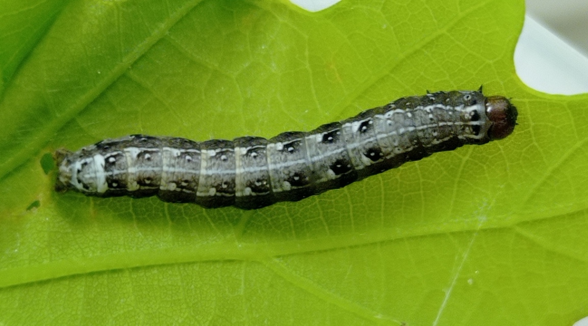 Dichonia convergens - őszi tölgybagoly