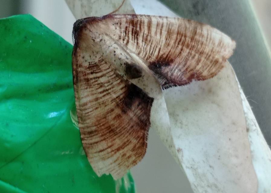 Plagodis dolabraria - baltaszárnyú araszoló
