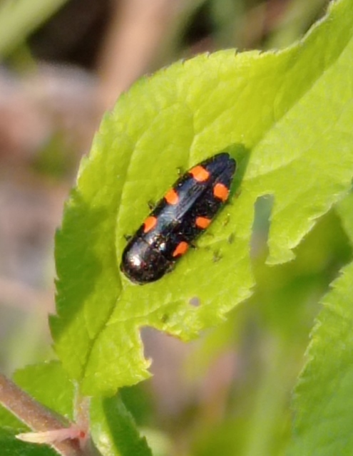 Ptosima undecimmaculata - sárgafoltos díszbogár