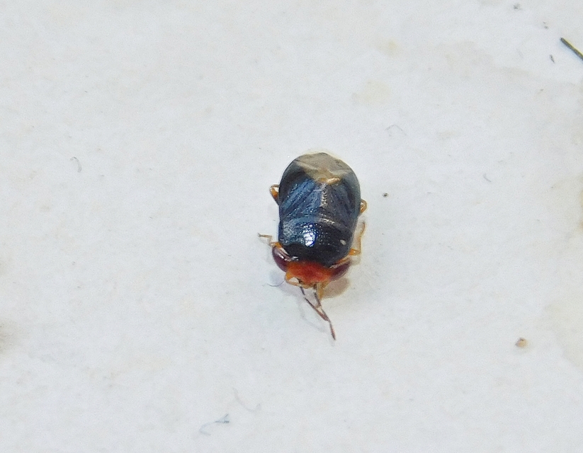 Geocoris erythrocephalus - vörösfejű bodobács Geocoris erythrocephalus - vörösfejű bodobács