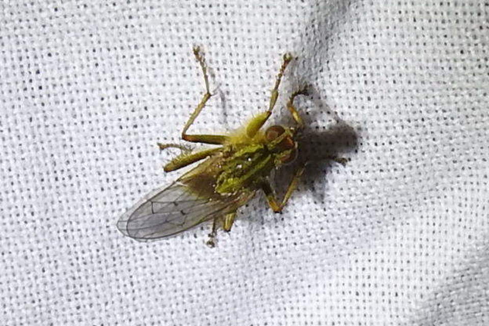 Scathophaga stercoraria - közönséges trágyalégy