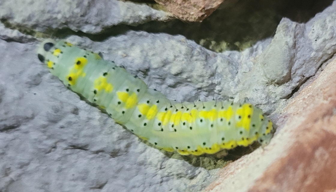 Diloba caeruleocephala - őszi kékesbagoly