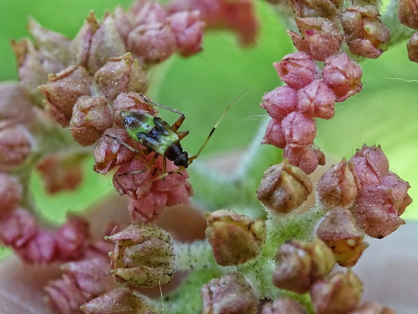 Heteroptera - Poloskák