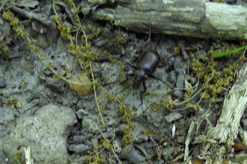 Calosoma inquisitor - kis bábrabló