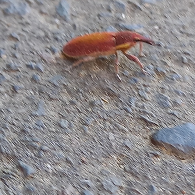 Lixus vilis - gémorr-dudvabarkó
