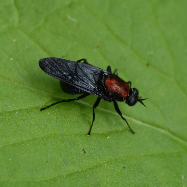Clitellaria ephippium - tüskéshátú légy