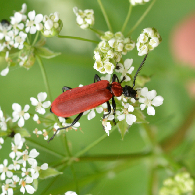 Pyrochroa coccinea - nagy bíborbogár