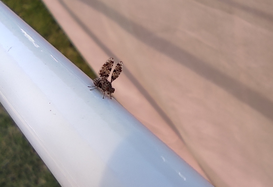 Callopistromyia annulipes - pávalégy