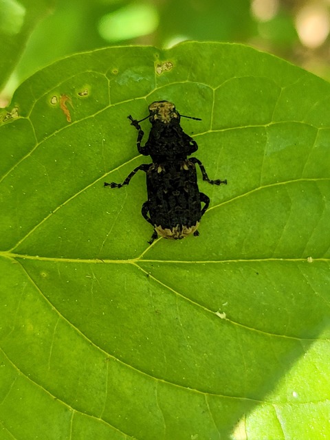 Platyrhinus resinosus - nagy orrosbogár