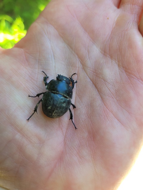 Lethrus apterus - nagyfejű csajkó