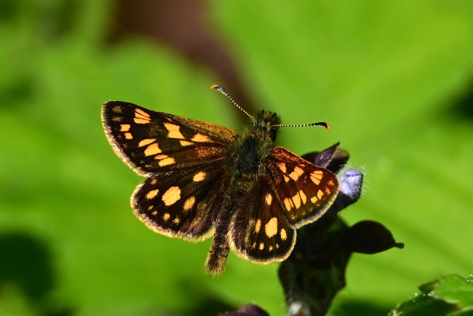 Carterocephalus palaemon - kockás busalepke