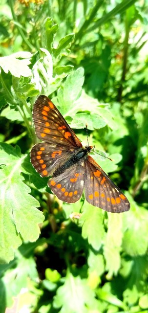 Euphydryas maturna - díszes tarkalepke