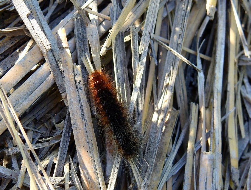 Arctia caja - közönséges medvelepke