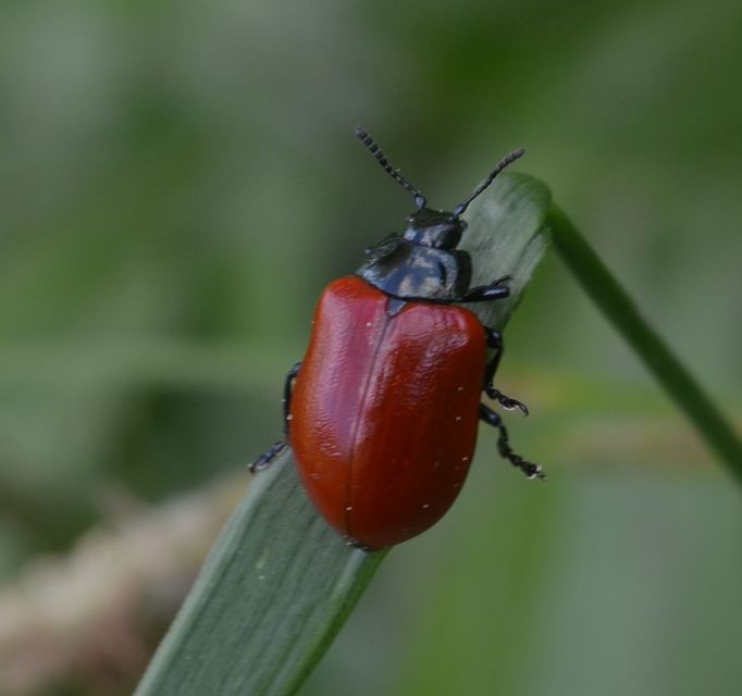 Chrysomela populi - nagy nyárlevelész