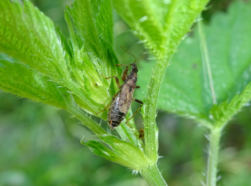 Himacerus mirmicoides - csalán-tolvajpoloska