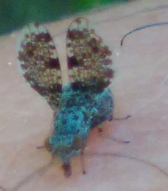 Callopistromyia annulipes - pávalégy