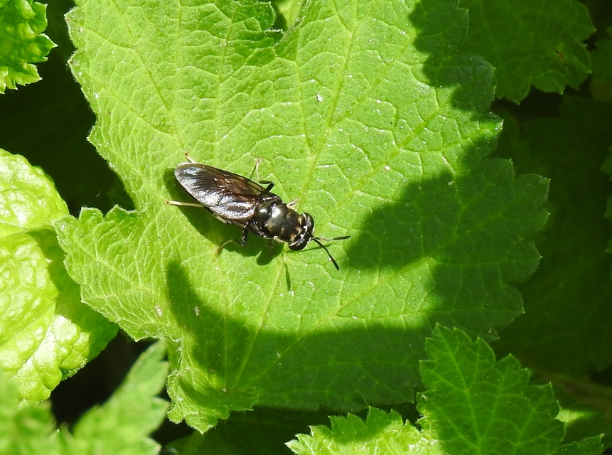 Hermetia illucens