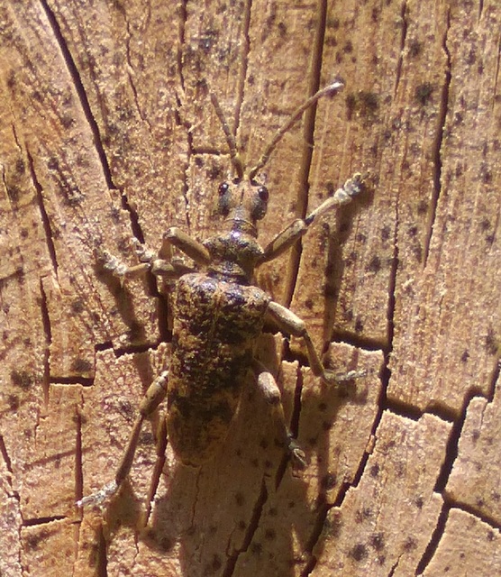 Rhagium sycophanta - tölgyes-tövisescincér