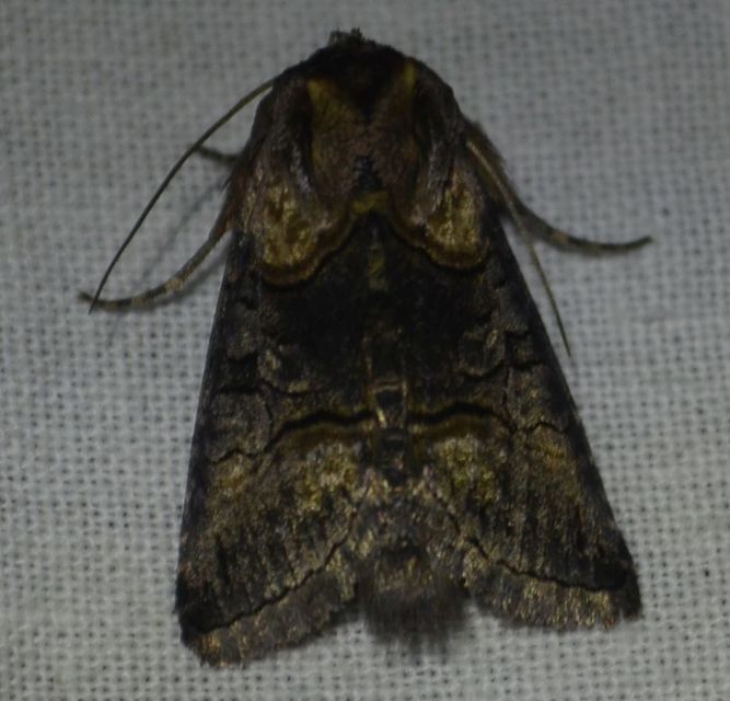 Abrostola asclepiadis - barnaövű csalánbagoly
