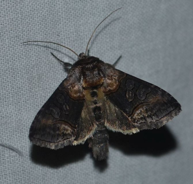 Abrostola asclepiadis - barnaövű csalánbagoly