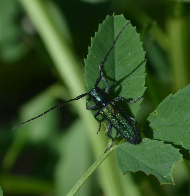 Agapanthia violacea - kék somkórócincér