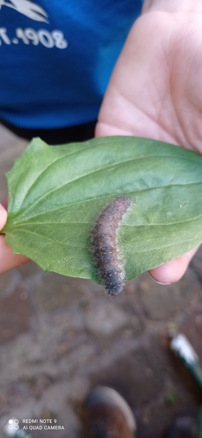 Poecilocampa populi - nyárfaszövő