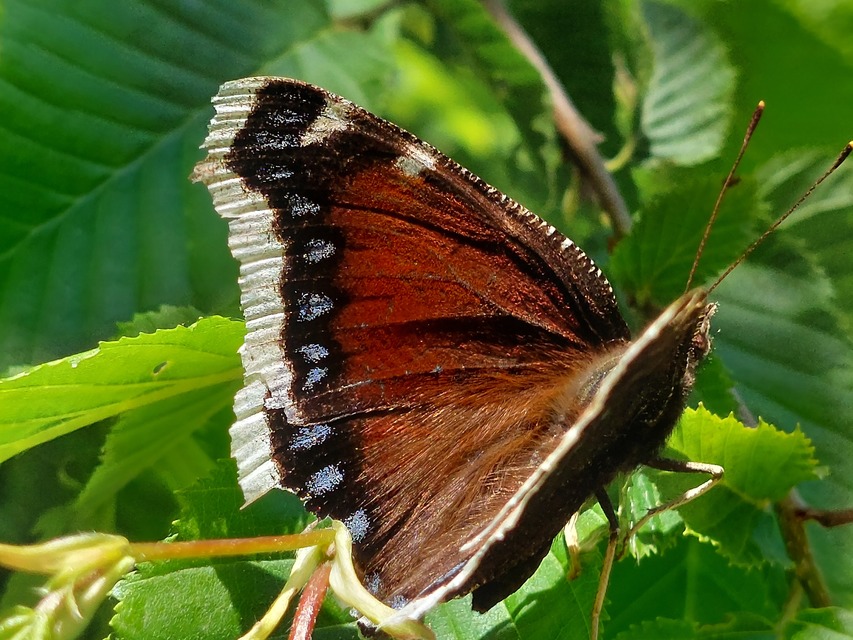 Nymphalis antiopa - gyászlepke