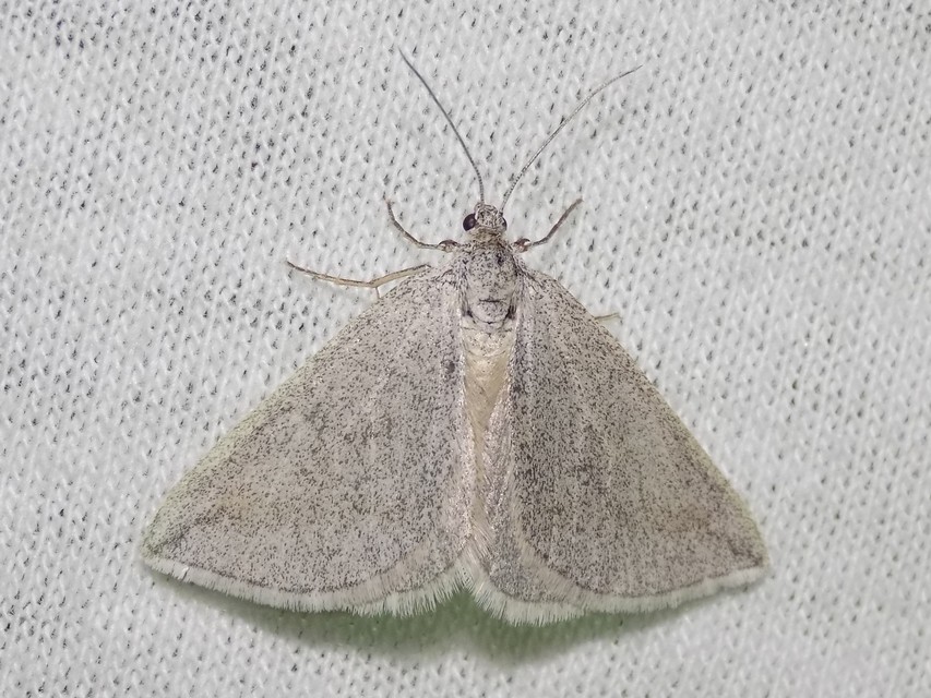 Lithostege griseata - szürke araszoló