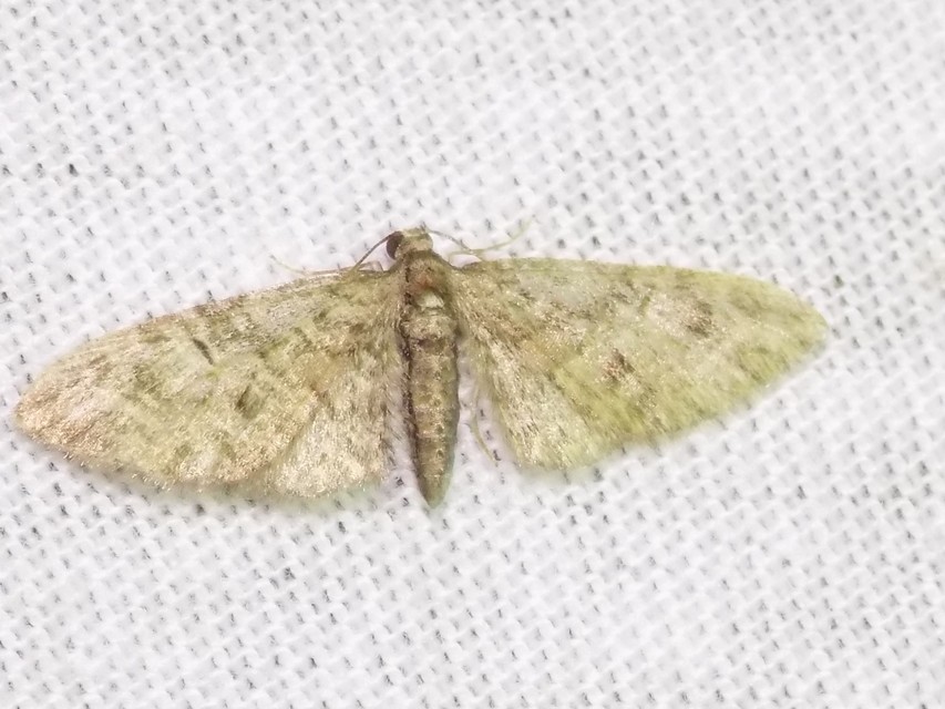 Eupithecia abbreviata - korai törpearaszoló
