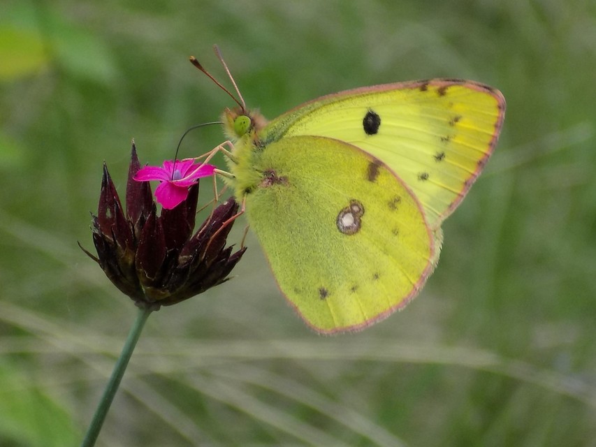 Colias alfacariensis - déli kéneslepke