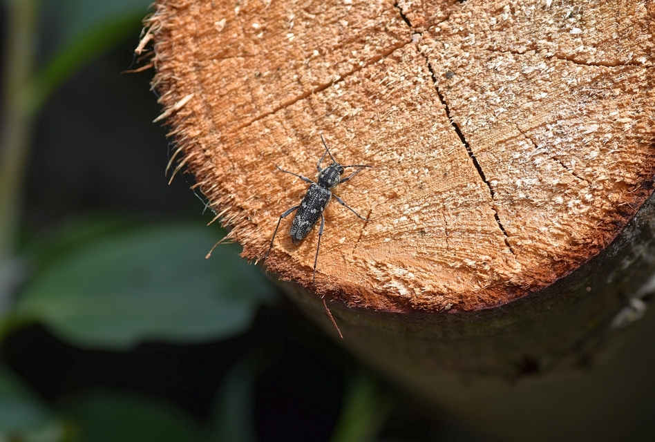 Xylotrechus rusticus - egérszínű darázscincér